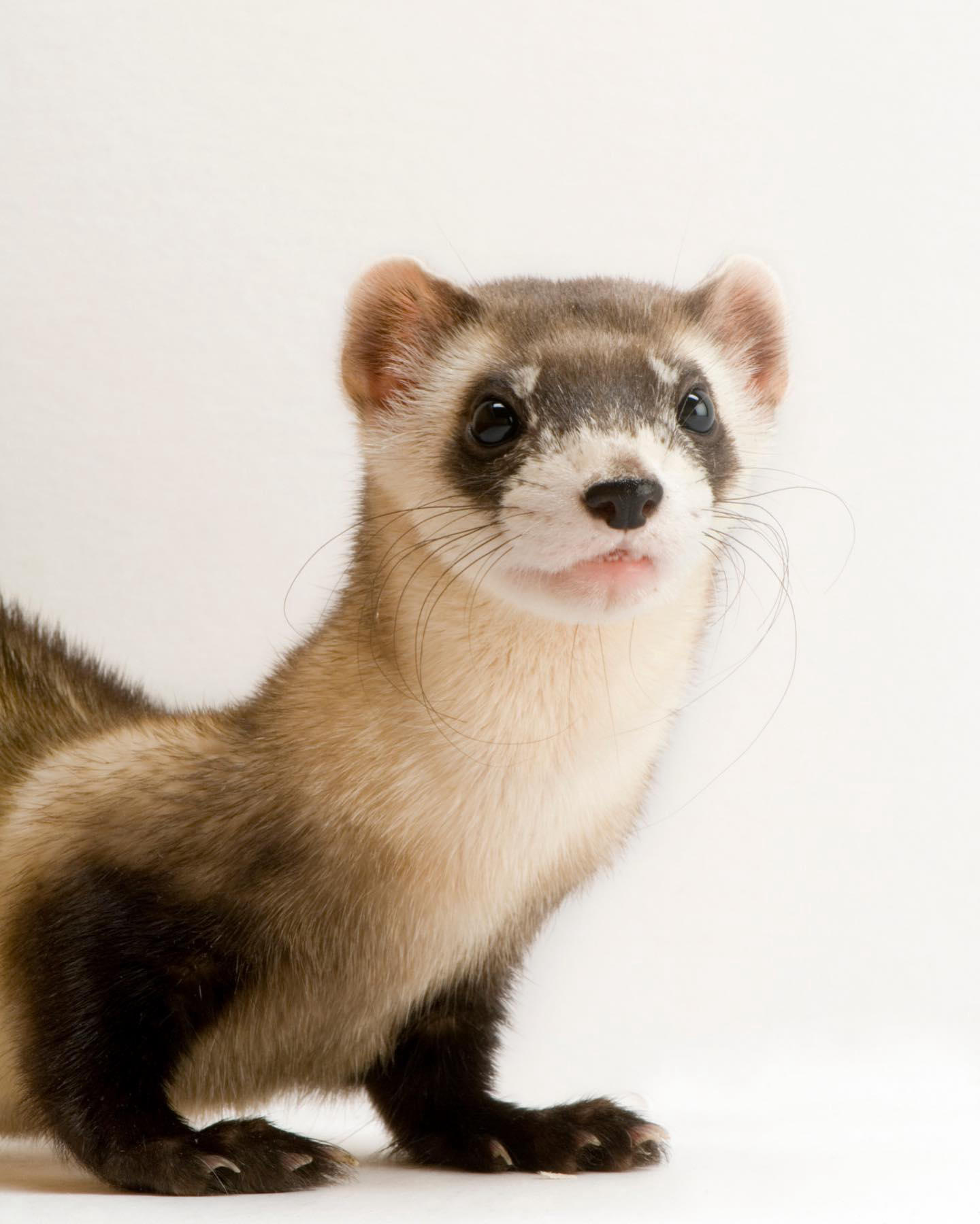 A black-footed ferret makes a rare stop in front of the camera during a photo shoot #cheyennemountai