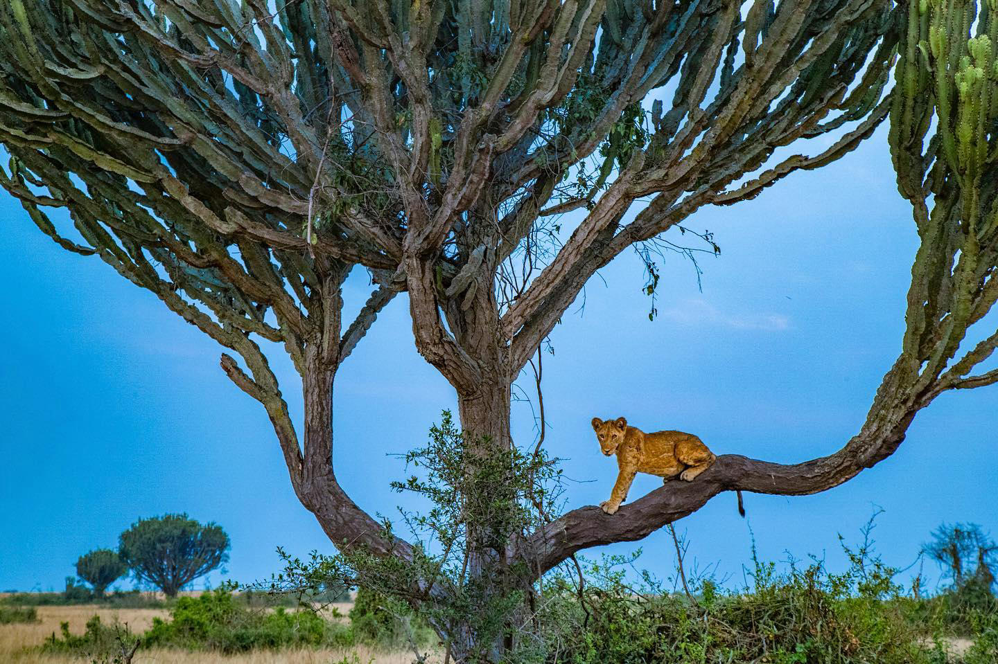 #stevewinterphoto photographed these tree-climbing lions in Uganda and lions in South Africa