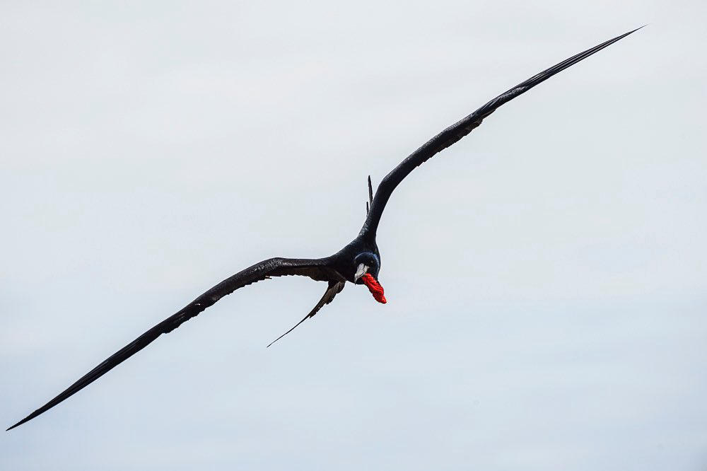 A frigate bird floats in the air right beside my boat in the Galapagos, Ecuador