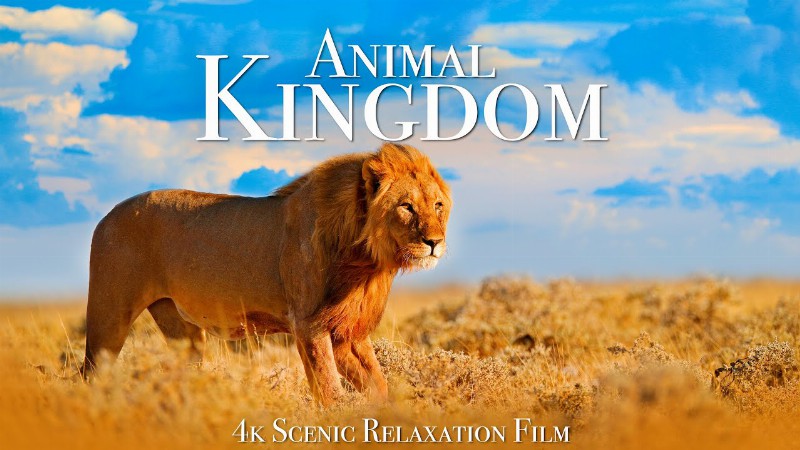 image 0 Animal Kingdom 4k - Scenic Wildlife Film With Calming Music
