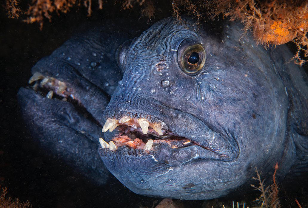 image  1 Brian Skerry - Photo by #BrianSkerry A pair of ‘toothy’ Atlantic Wolffish (male