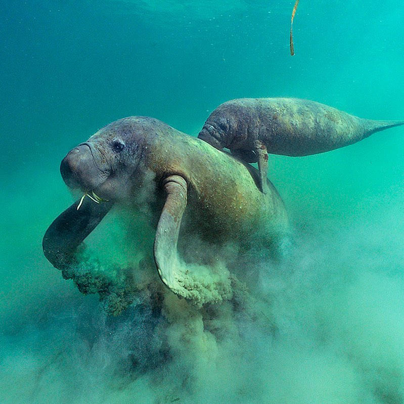 Brian Skerry - Photo by #BrianSkerryA baby manatee clings to its mother’s back while she forages on