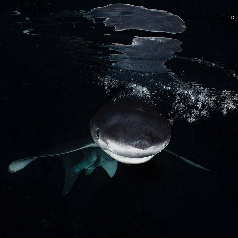 Brian Skerry - Photo by #BrianSkerry A blue shark approaches just below the surface, at night, in th