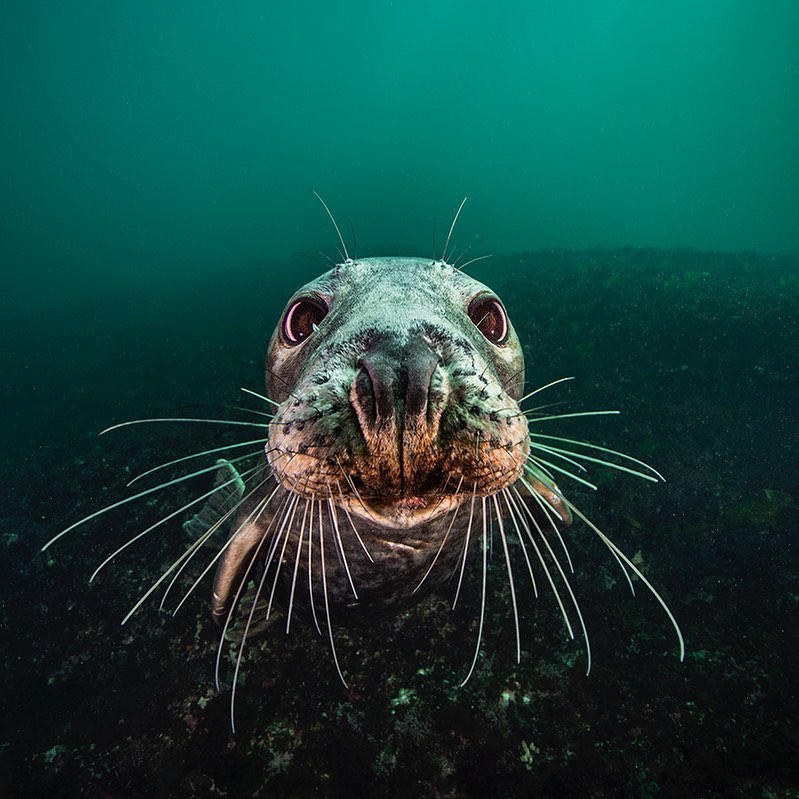 image  1 Brian Skerry - Photo by #BrianSkerryPortrait of a gray seal in the Gulf of MaineOn Assignment for #n