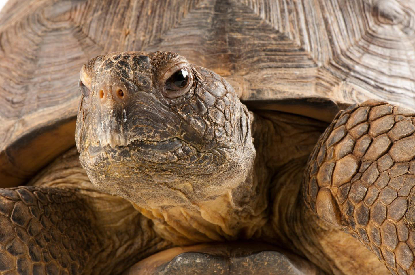 Gopher tortoises face a potentially deadly journey when they come across busy highways as they have