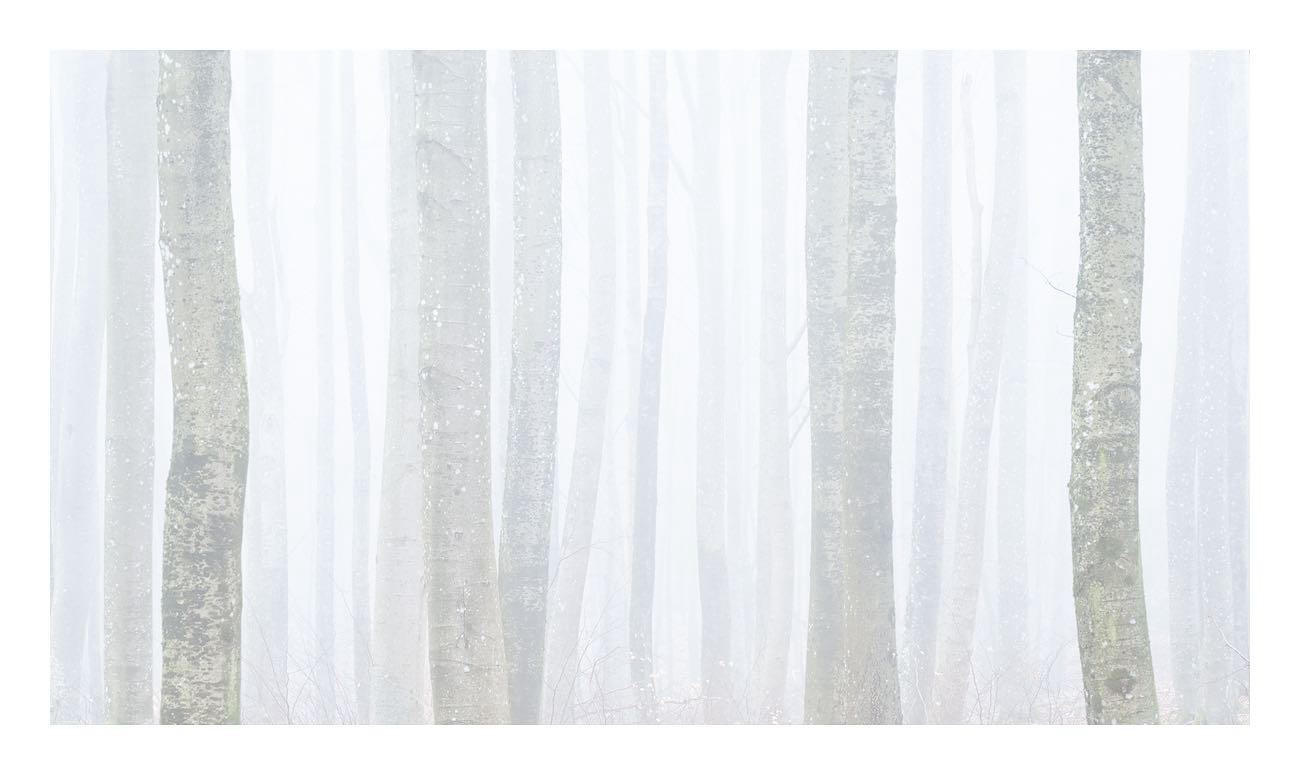 image  1 Hans Gunnar Aslaksen - Mirrored souls-A rare day with heavy fog in my local beech forest