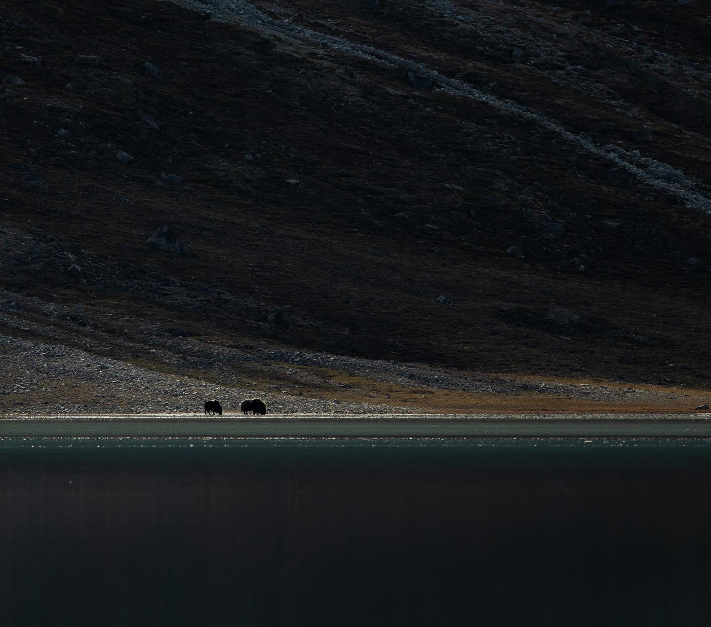 Jeff Kerby - Two muskoxen and one musk rock…the lack of trees in NE Greenland allows for unhindered