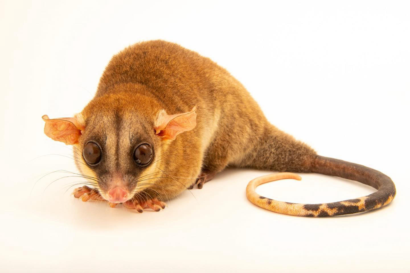 image  1 Joel Sartore- Photo Ark - Found in rainforests throughout South America, bare-tailed woolly opossums