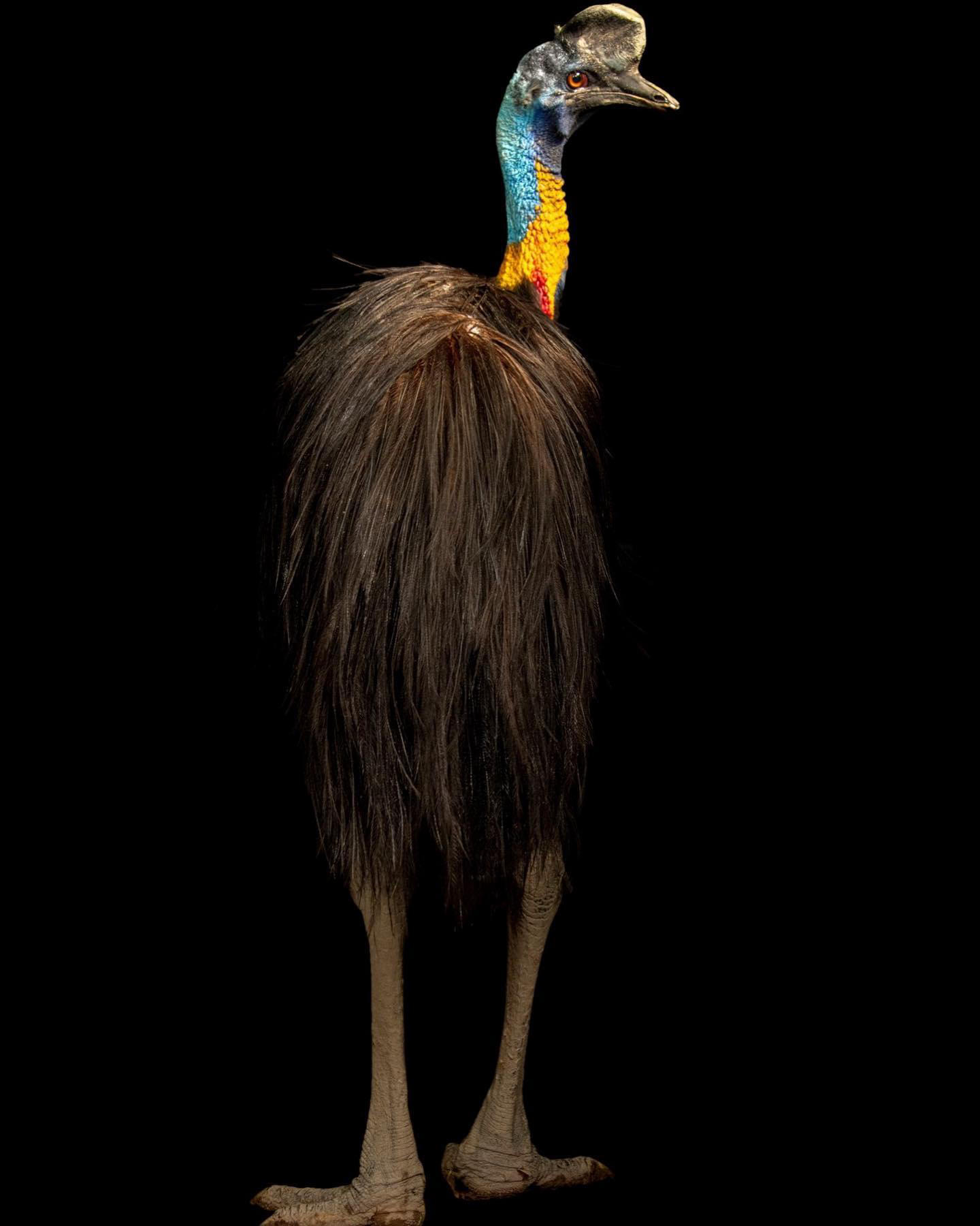 image  1 Joel Sartore- Photo Ark - Found only in New Guinea, single-wattled cassowaries play a critical role