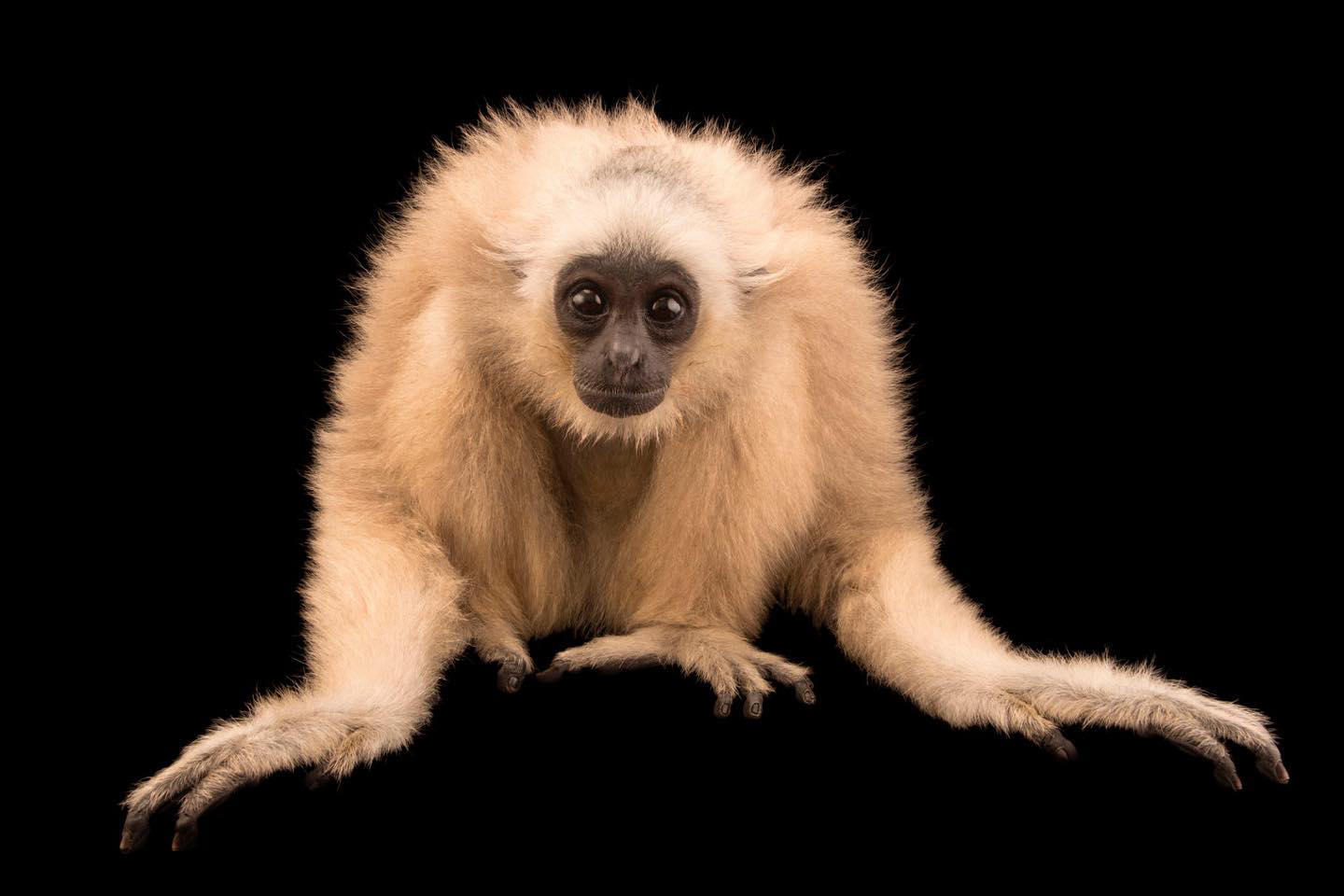image  1 Joel Sartore- Photo Ark - Pileated gibbons like this two-year-old #accb_cambodia are master brachiat