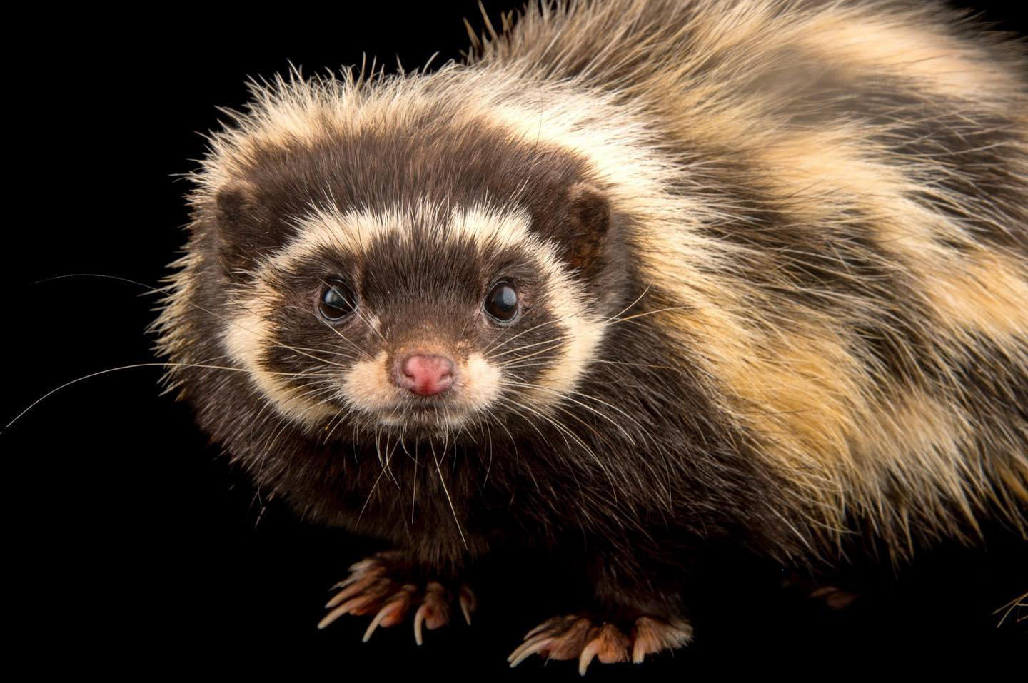 image  1 Joel Sartore- Photo Ark - Saharan striped polecats like this one #zooplzen thrive across much of Nor
