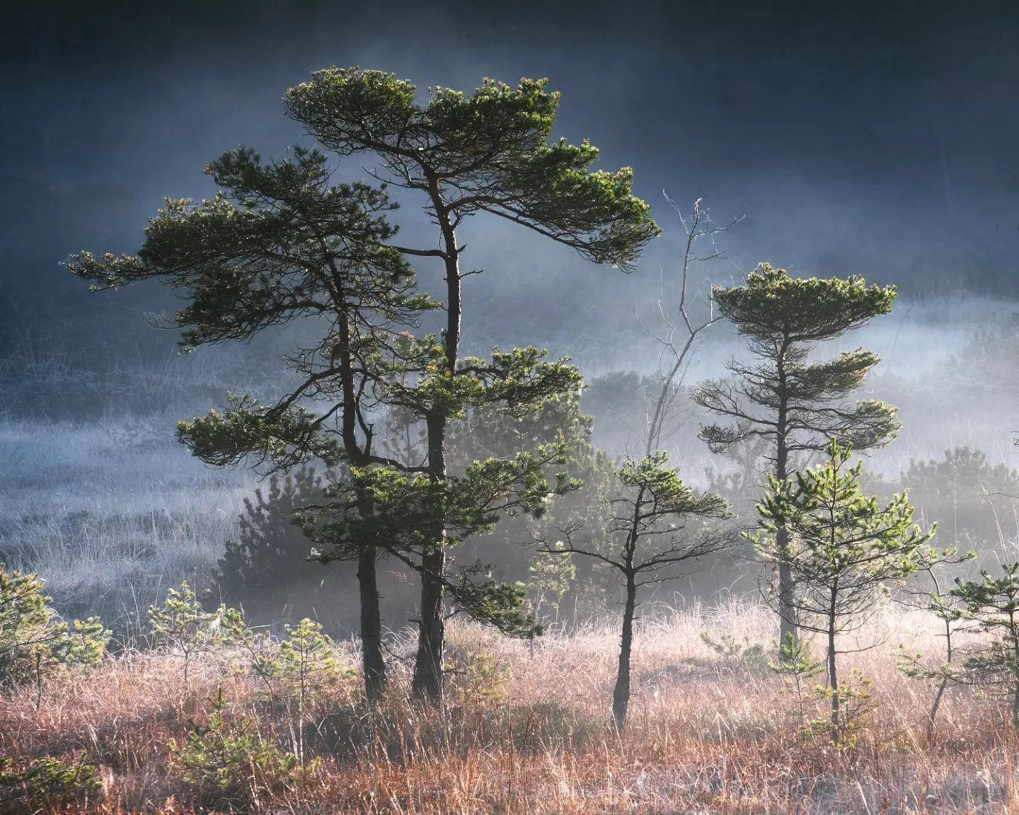 image  1 Kilian Schönberger - 3x Pines shrouded by Fog