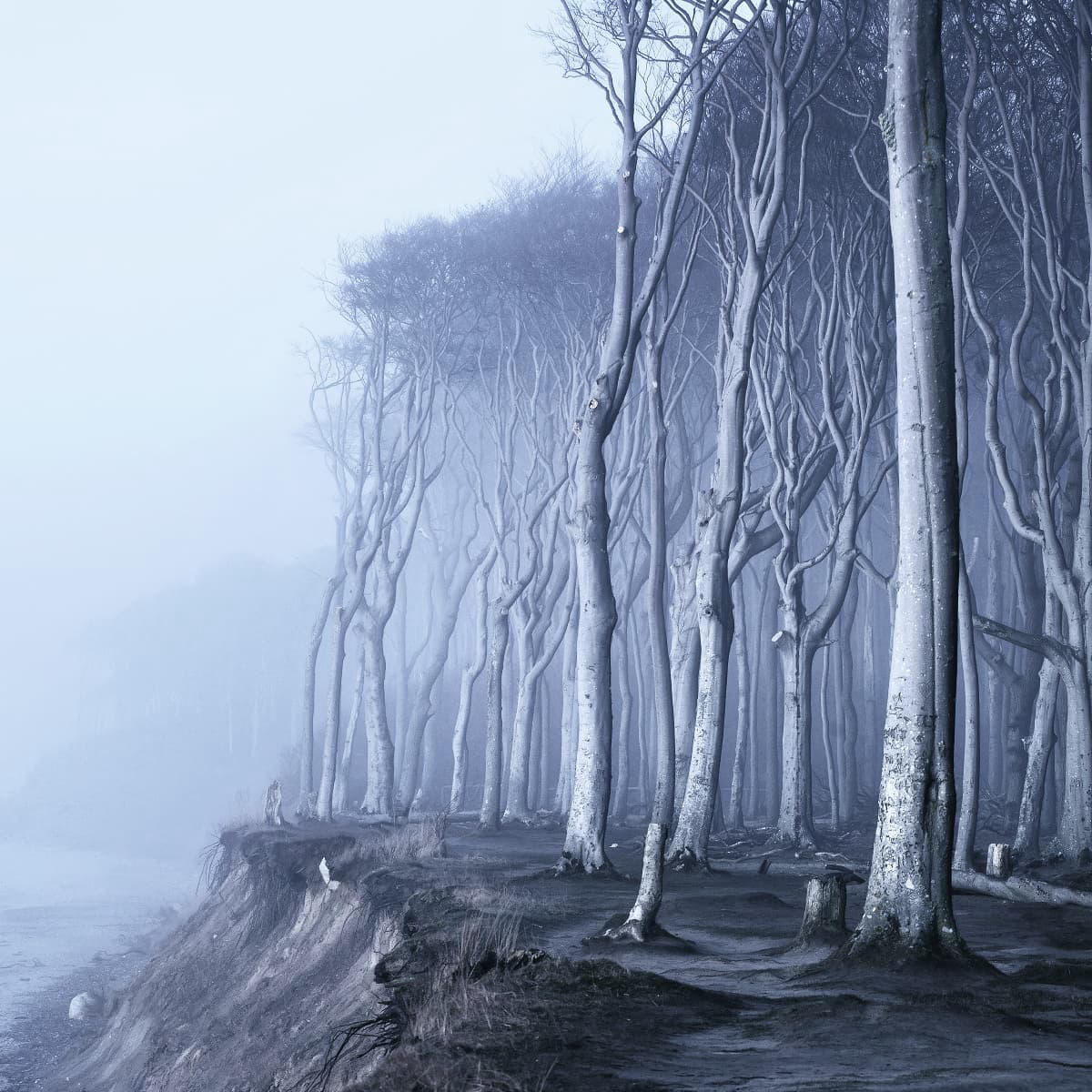 image  1 Kilian Schönberger - Dreaming of Beech Forests all over Germany