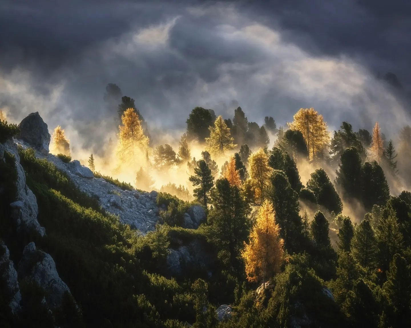 image  1 Kilian Schönberger - Paradise GardenA moment of Fog, Light and Joy in a mountain forest of the Dolom