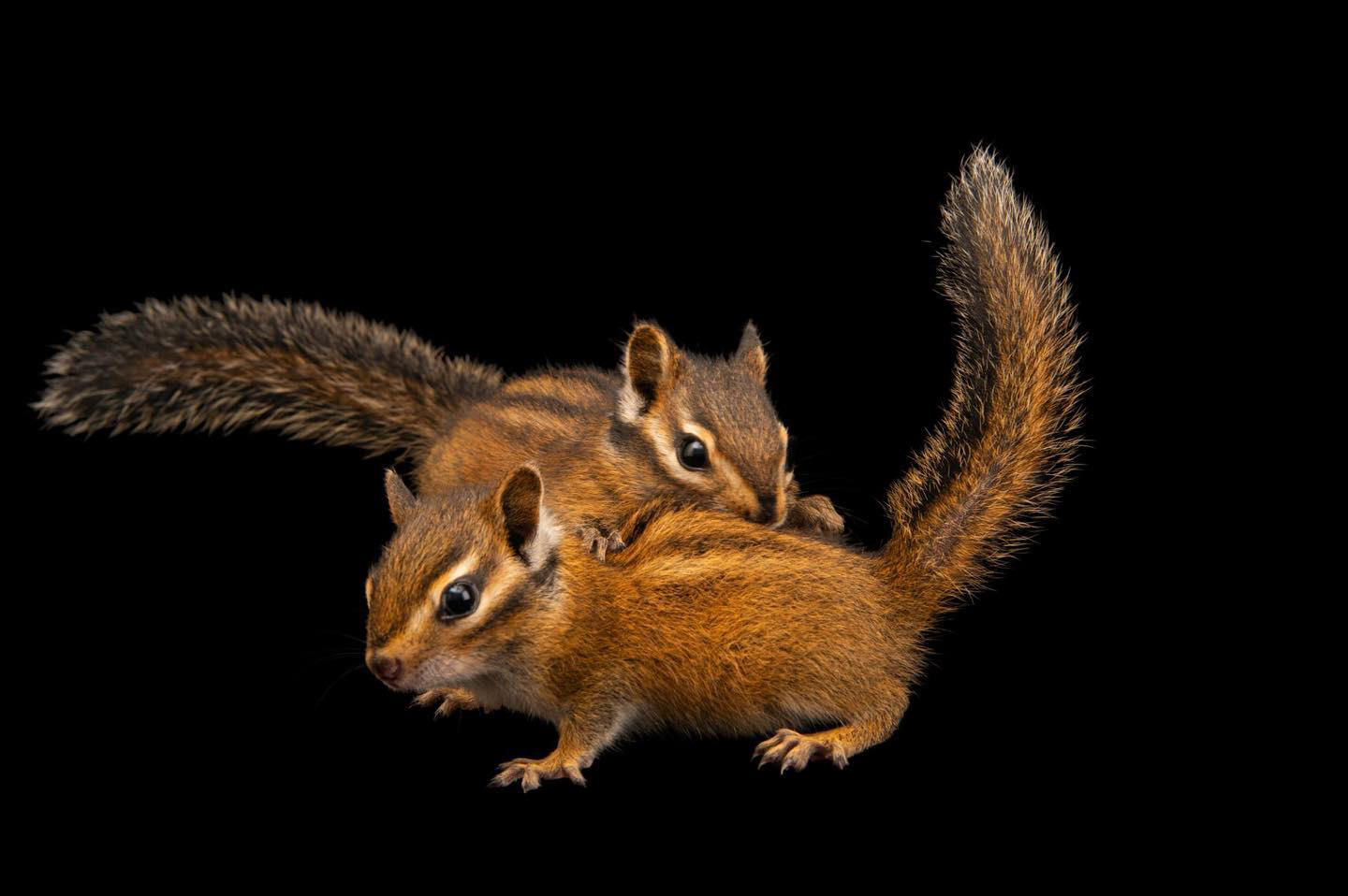 Larger than many other chipmunks, Townsend’s chipmunks can measure between 8 and 12 inches long