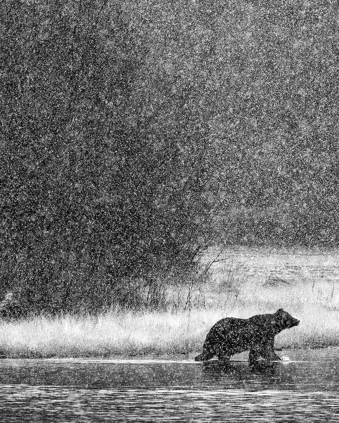 image  1 Paul Nicklen - “Path of the Grizzly,” Day 25 of 75 Days of Art