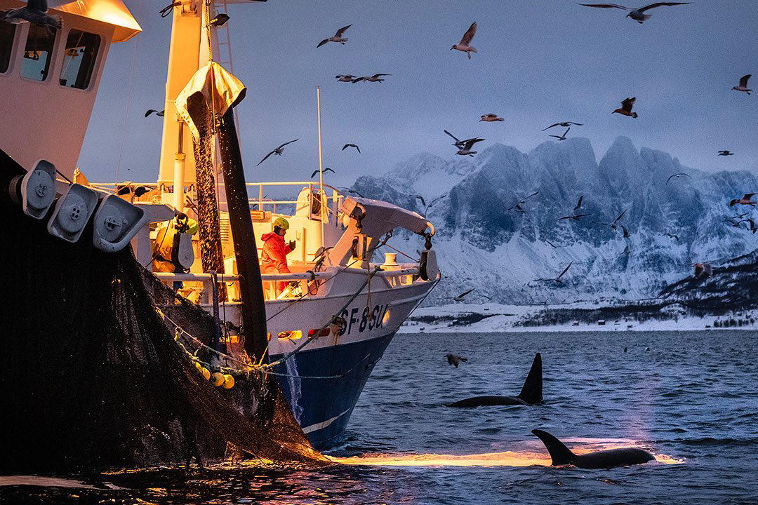 image  1 Photo by #BrianSkerry Orca feeding on herring near a commercial fishing vessel in the Norwegian Arct