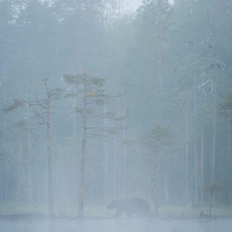 Stefano Unterthiner - A misty morning and a male brown bear