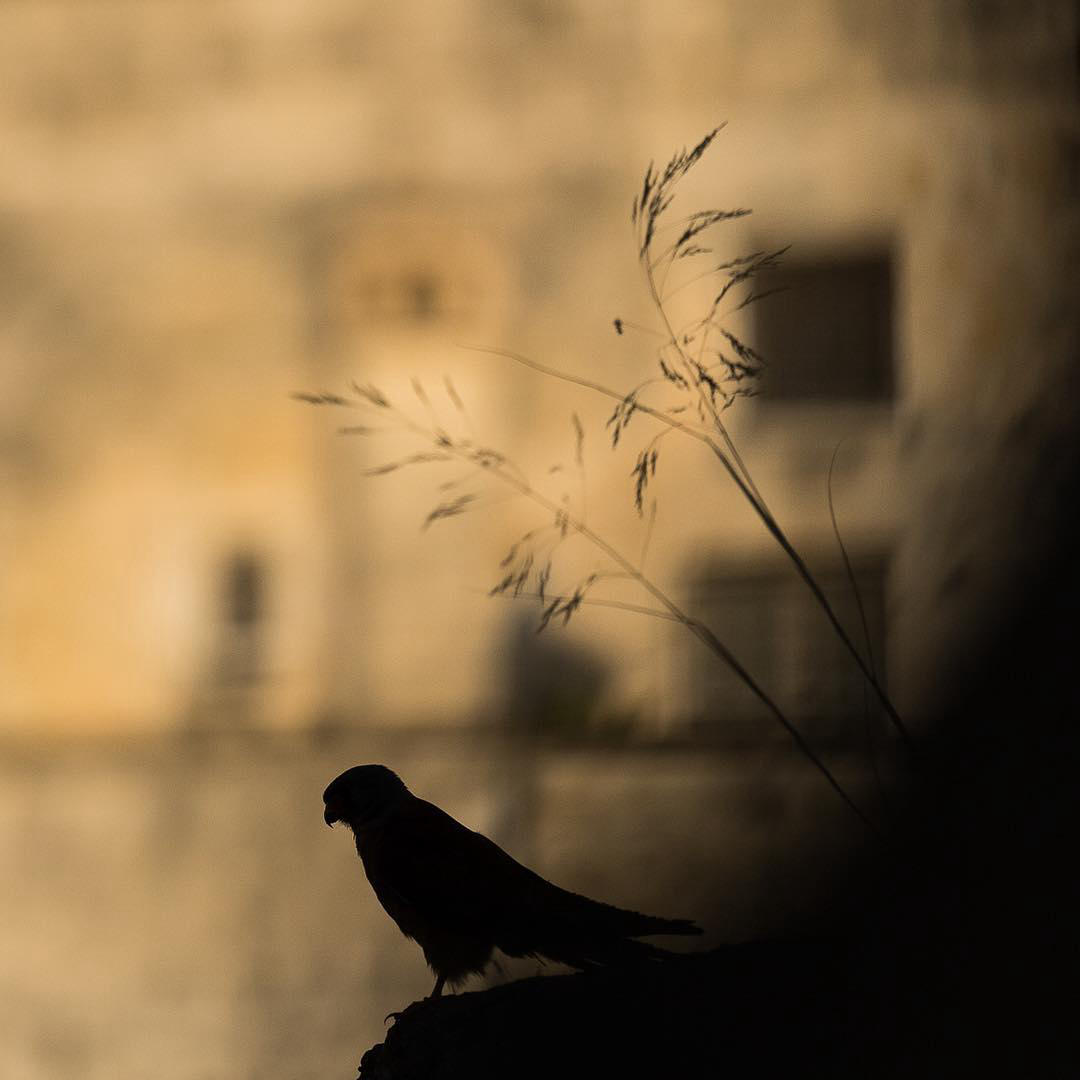 image  1 Stefano Unterthiner - A silhouette of a Lesser kestrel