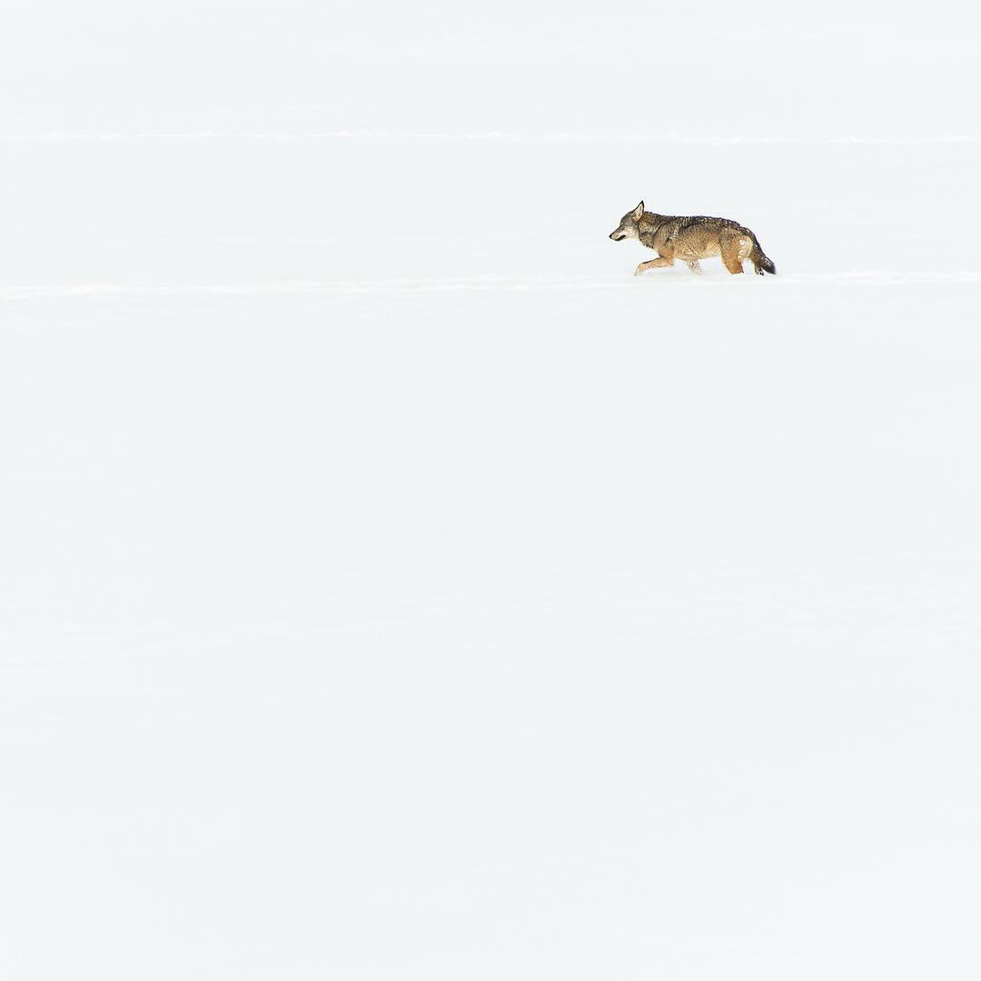 image  1 Stefano Unterthiner - A solitary wolf is moving through the snow in the Apennine, Central Italy