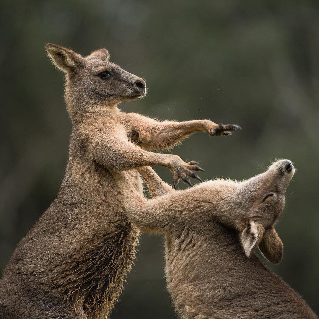 image  1 Stefano Unterthiner - Sub-adults Eastern Grey Kangaroos are playing boxing (kickboxing