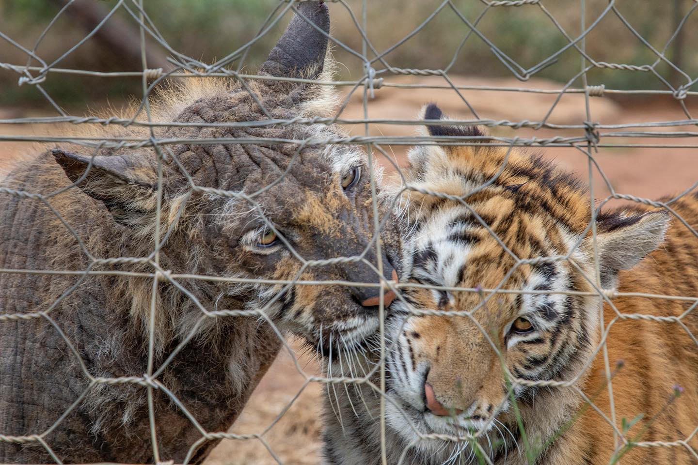 #stevewinterphoto and #alexbraczkowski went to three captive breeding centers across South Africa to