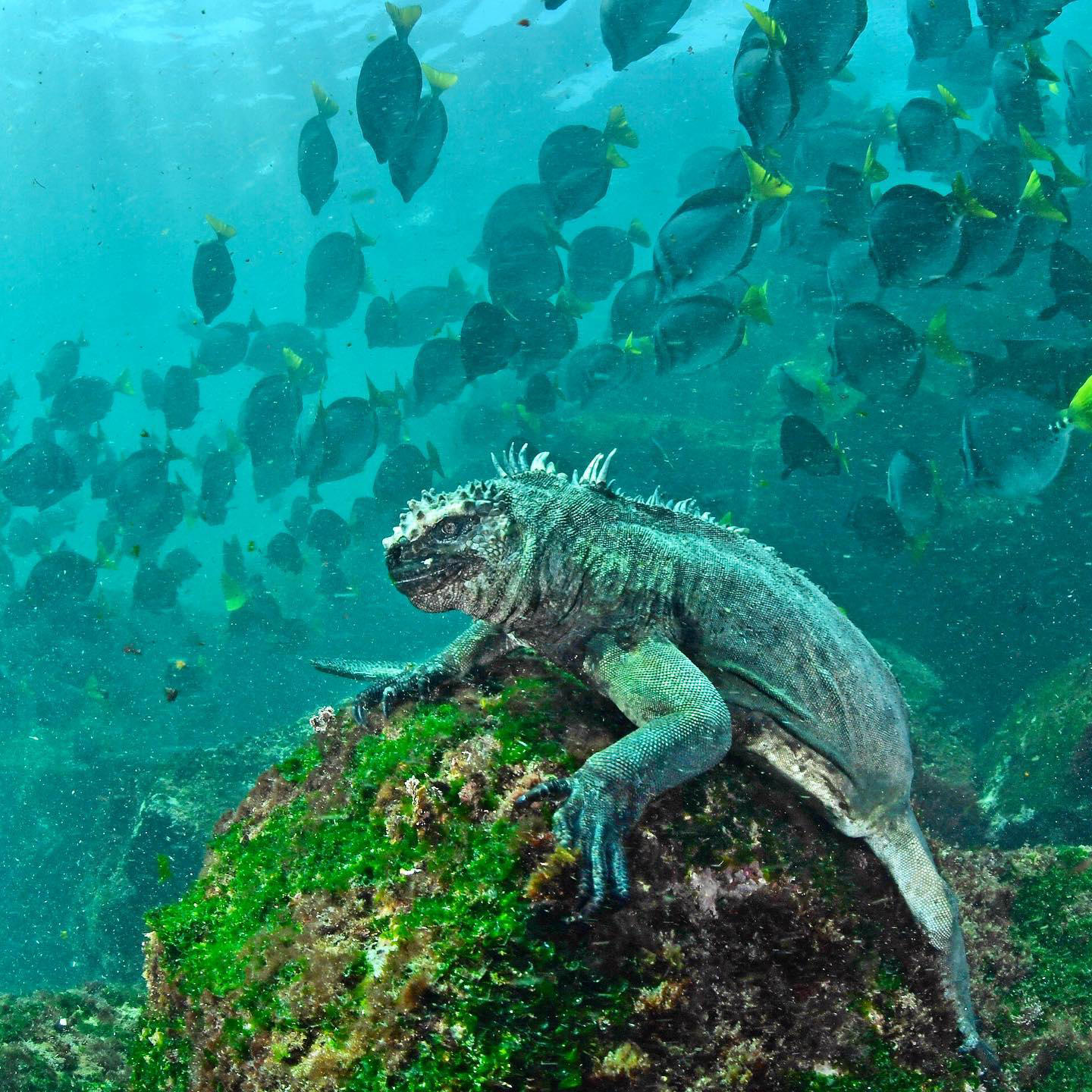 Thomas Peschak - Fantastic conservation news from the Galápagos