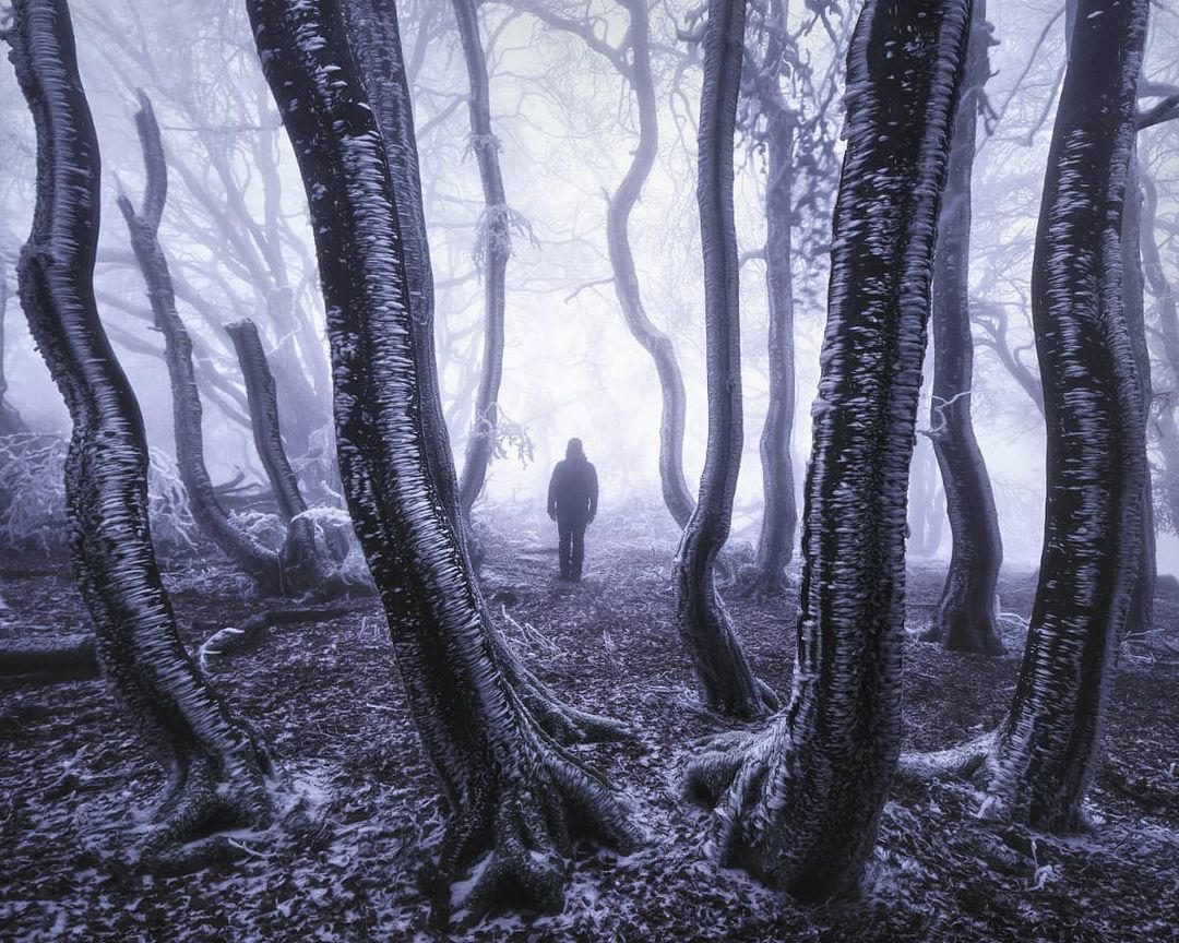 Walking between Frozen SnakesWoodland can be pretty spooky sometimes