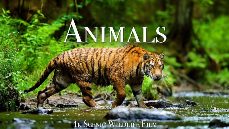 image 0 World Of Animals 4k - Scenic Wildlife Film With Calming Music